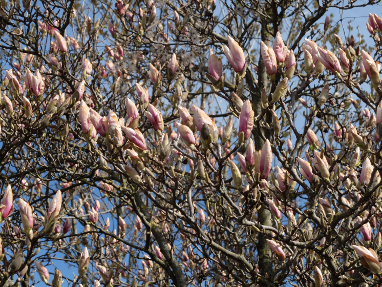 Magnolia-bimbok-aprilis-elejen-Szj-DSCF1499