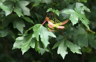 Acer_campestre_lomb_termes2