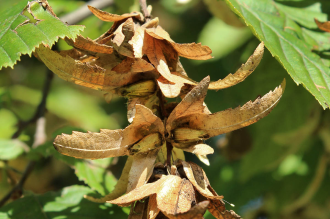 Carpinus_betulus_kozelkep_a_makkocskakkal