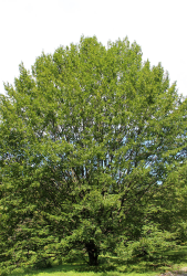 Carpinus_betulus_nyari_habitus