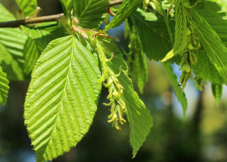 Carpinus_betulus_termos_barkafuzer