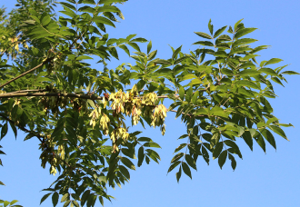 Fraxinus_excelsior_lomb_es_termes