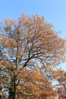 Quercus_cerris_oszi-teli_habitus