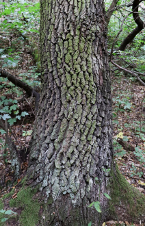 Quercus_pubescens_torzse