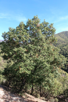 Quercus_pubescens_nyari_habitusa