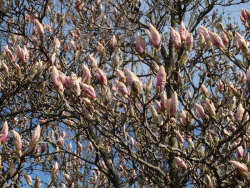 Magnolia