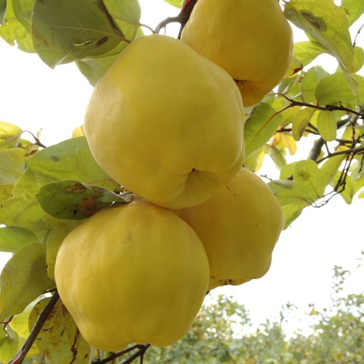 birs_Mezoturi