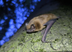 Rot_koraidenever_-_Golen_Gerhard