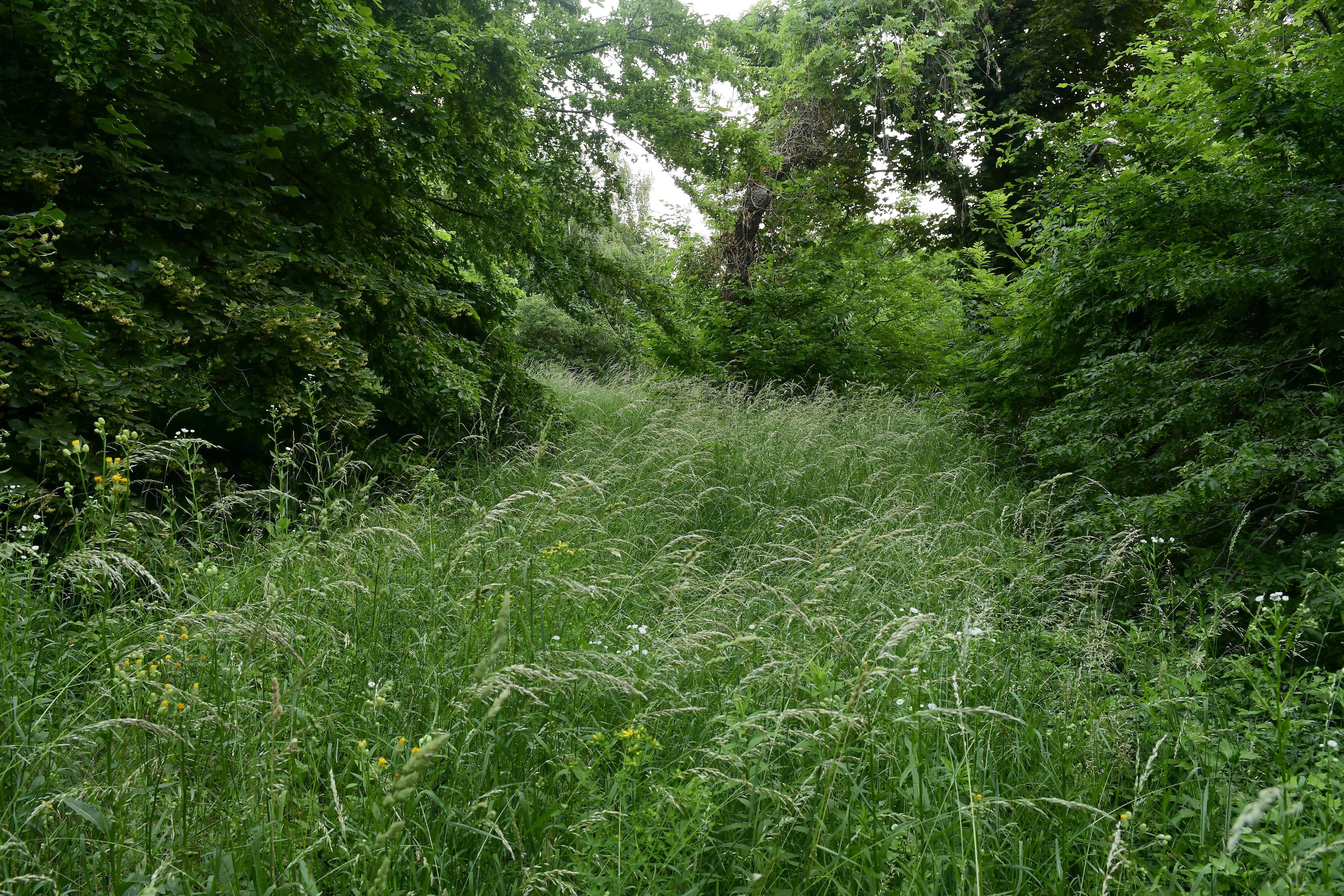 Természetes növénytakaró a Jókai utcában