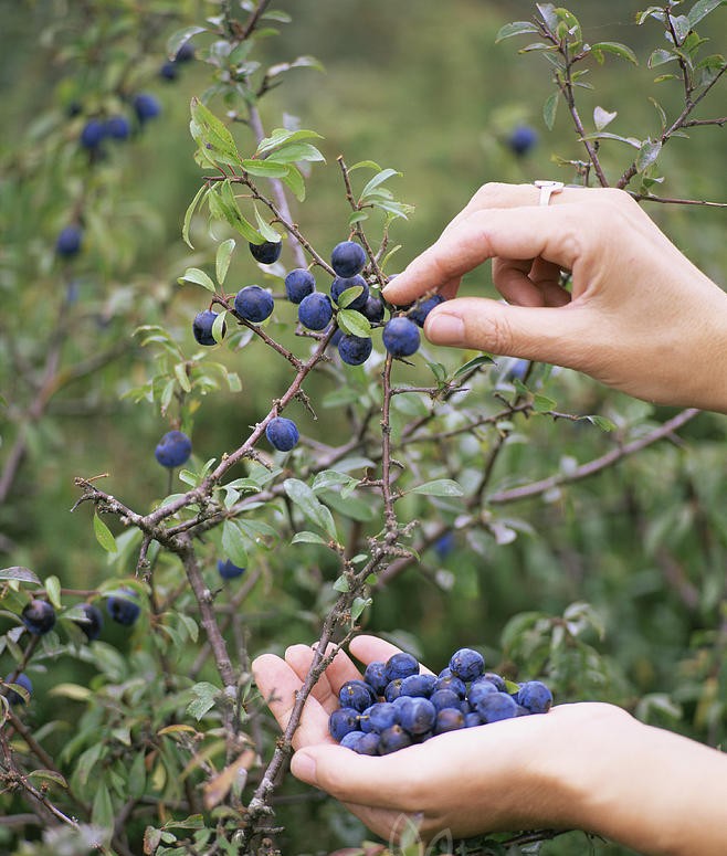 picking-sloe-fruit-prunus-spinosa-bjorn-svensson